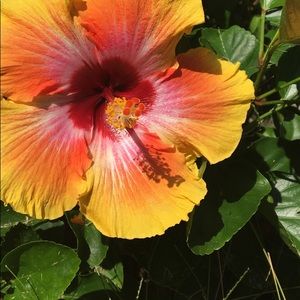 Meet your Posher, Rdjejejeh